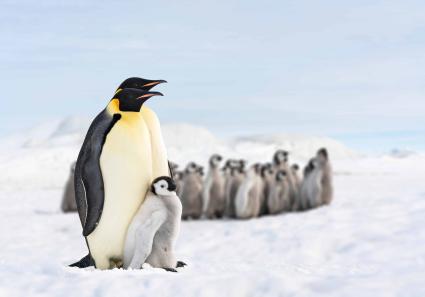 Pinguin Babies_15_1.jpg